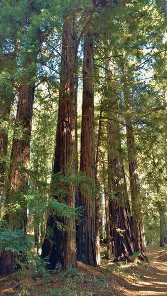 Some of the park's biggest redwoods are along Truck Trail, a fire road. Note the redwoods' sizes relative to this fire road trail.