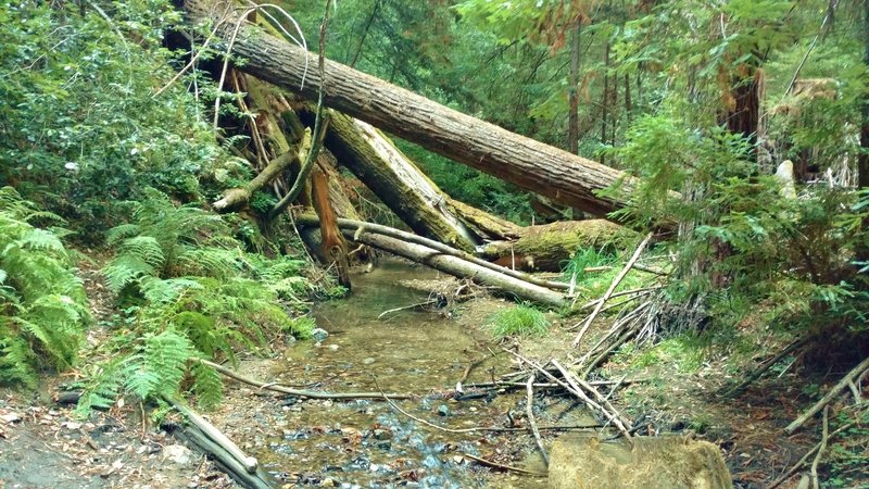 Ferns and dense vegetation line Fall Creek's steep banks, just upstream from the Big Ben Trail crossing.