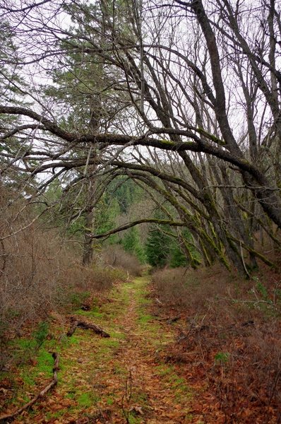 The Lone Pilot travels an avenue of trees alongside a creek