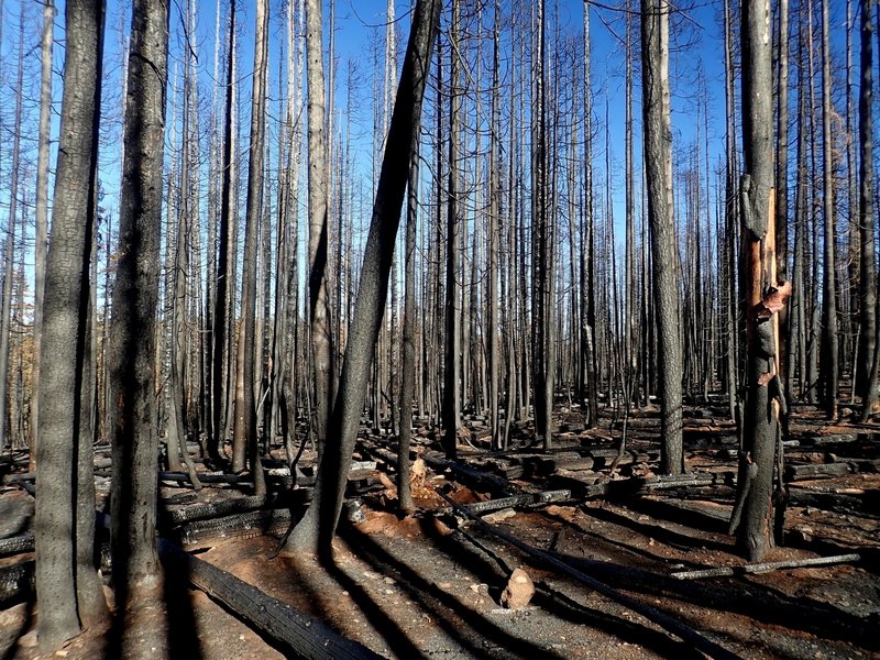 Fire damage along the South Rock Creek Trail #3709