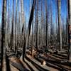 Fire damage along the South Rock Creek Trail #3709