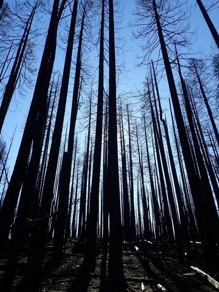 Burned trees along the South Rock Creek Trail #3709.