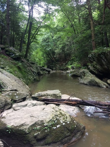 Mid summer greenness of the Gunpowder Falls on the trail.