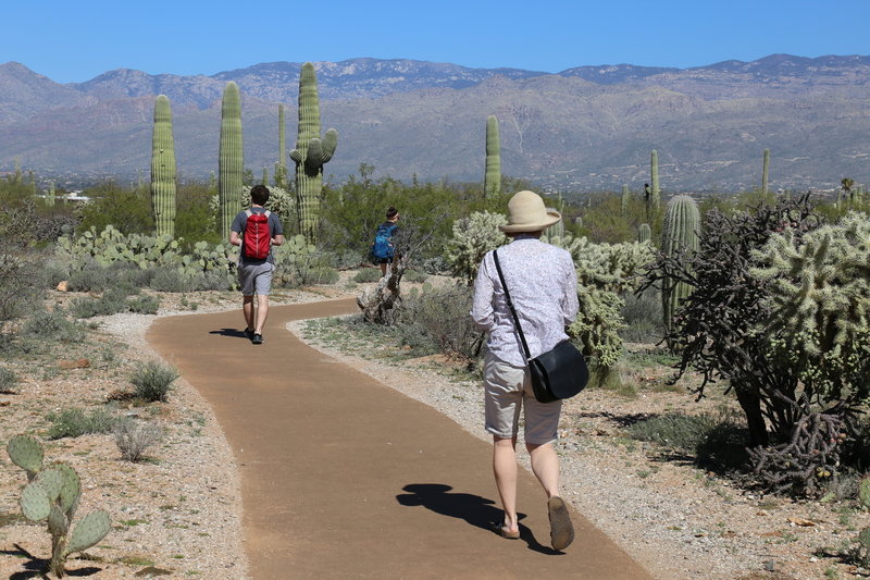 Desert Ecology Trail, Saguaro NP