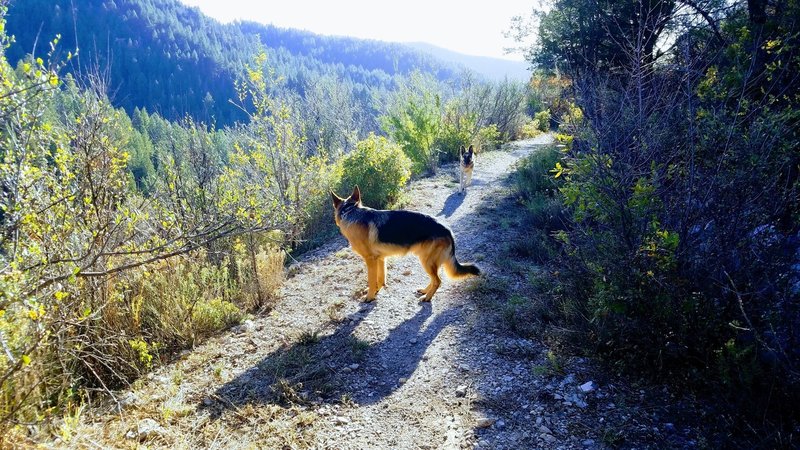 View along Switchback Trail.