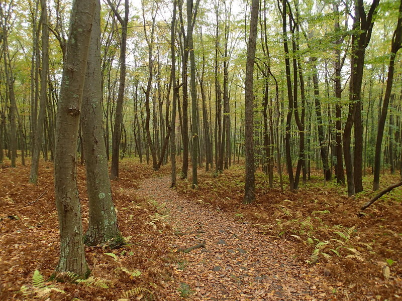 Garvey Spring Trail