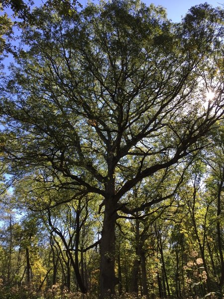 Incredible oak trees await you.