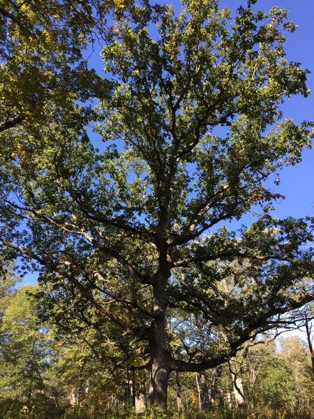 An oak tree with some age.