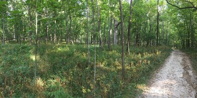 Oak and hickory savanna.