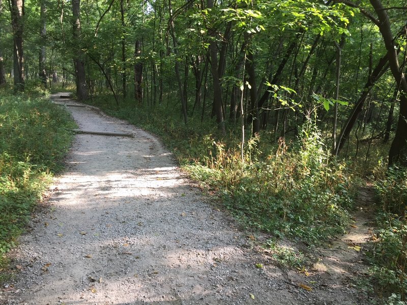 Unmarked trail intersection on the Oak and Hickory Upland Trail