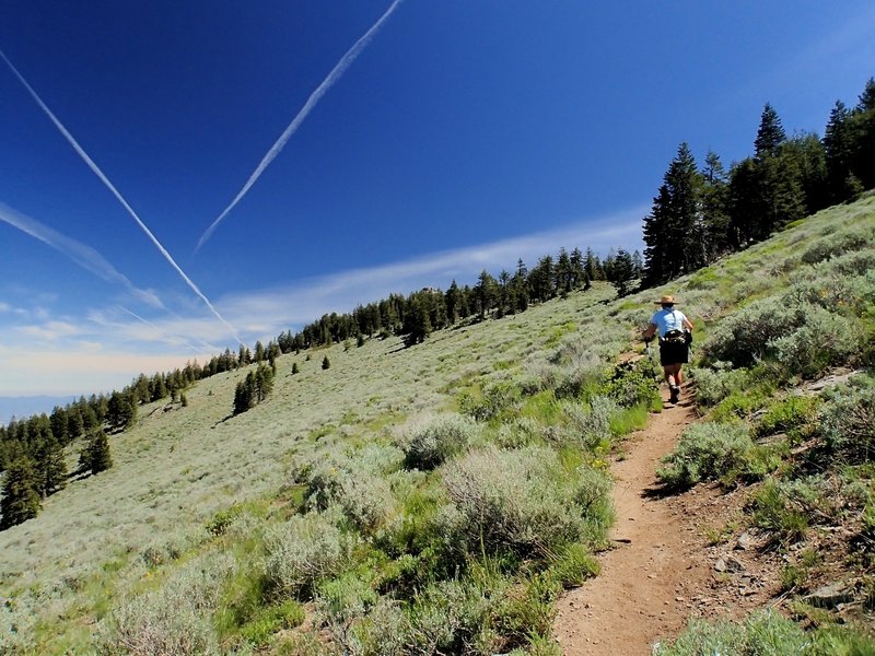 The last expanse of sage brush before reaching the summit block