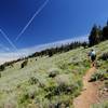 The last expanse of sage brush before reaching the summit block