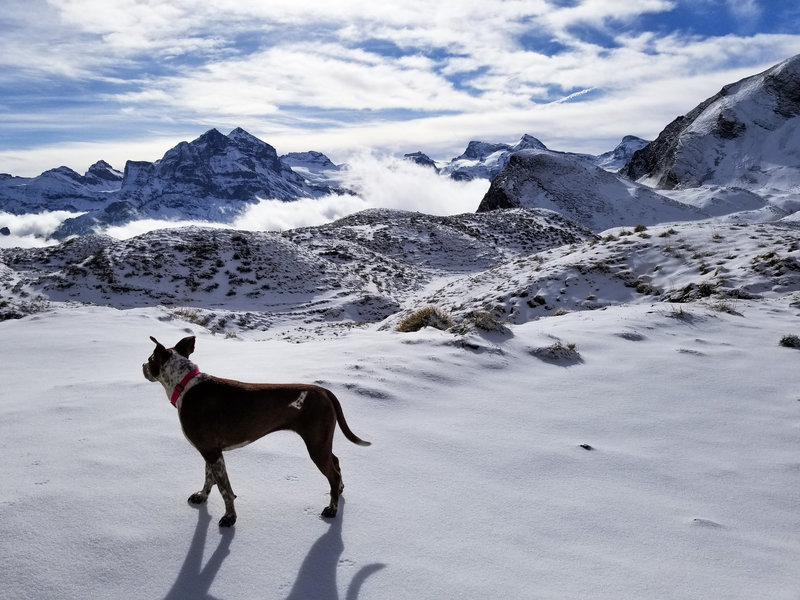 Hiking dog caught in a rare moment of stillness at Oberbolgen