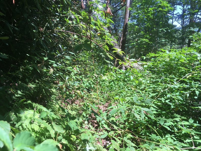 Example of overgrown trail in June 2017. Not as bad as it looks since the overgrown sections are no more than 50 feet.