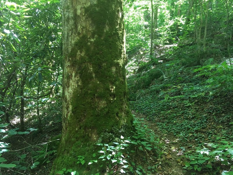 Large Beech tree covered in Moss alongside Burntrock Ridge Trail.