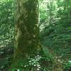 Large Beech tree covered in Moss alongside Burntrock Ridge Trail.