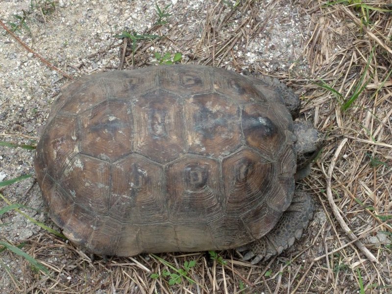 Tortoise near end of the trail.