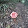 Interesting mushroom seen along the trail.