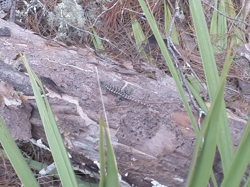 Little lizard blends in well with tree branch!