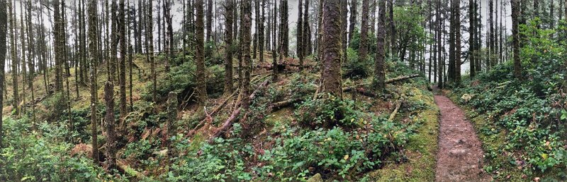 Trail and Trees