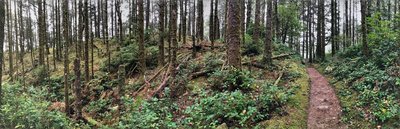 Trail and Trees
