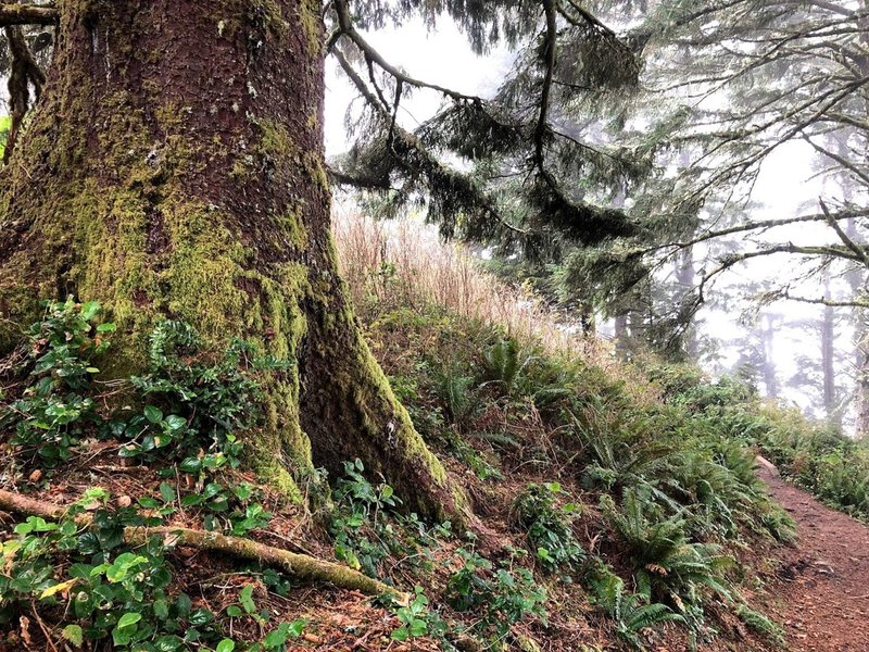 Mossy tree.