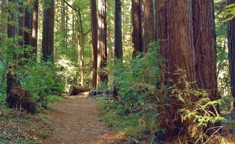 Giant redwoods are everywhere along High School Trail