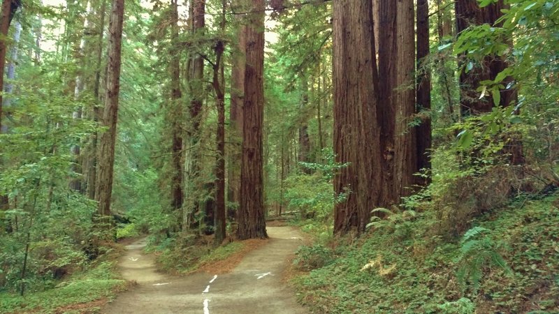 High School Trail ends in a loop around a clump of tall, stately redwoods.