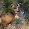 Deer on the trail.