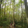 Massive poplar trees on Grand Tour.