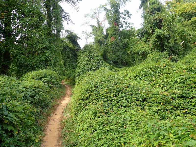 Vine covered forest.