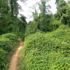 Vine covered forest.