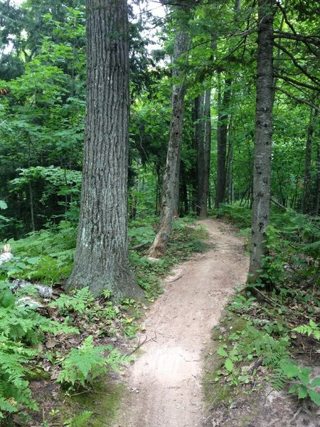 Inner Peace Loop rolling under the forest canopy.