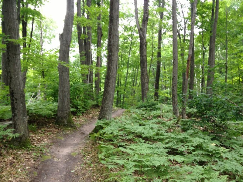 Oaks on Walkabout Trail.