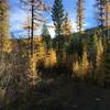 Tamaracks in fall colors on the descent.