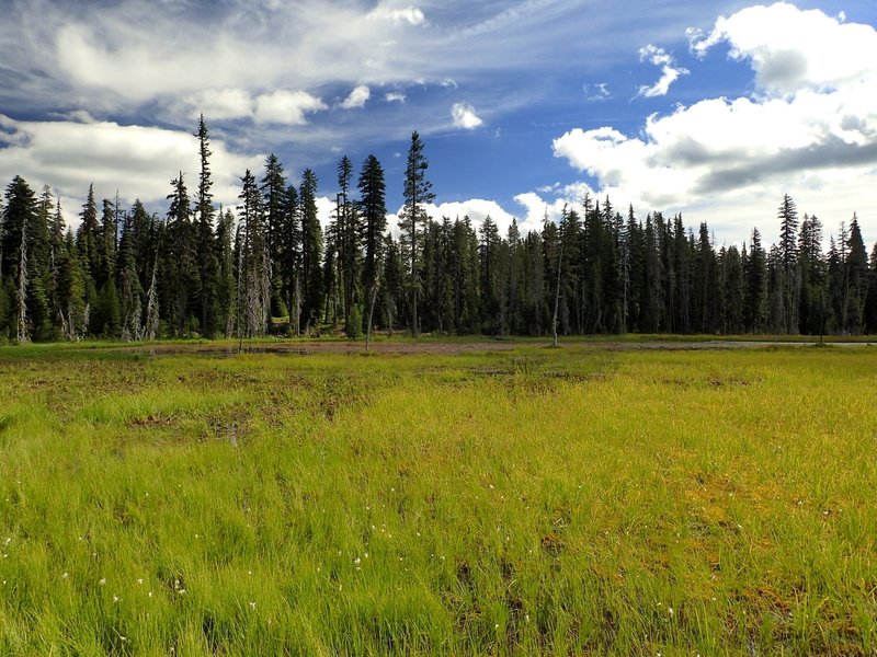 A meadow where the Meadow Lake Trail junctions with the Blue Canyon Trail