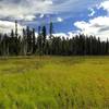 A meadow where the Meadow Lake Trail junctions with the Blue Canyon Trail