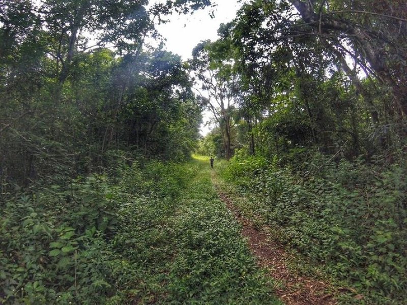 The trail in the woods.