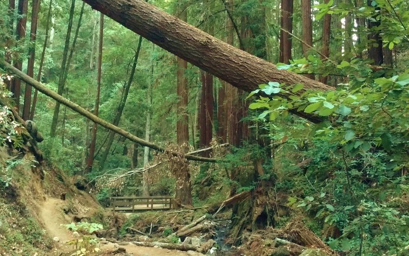 Bridge ahead over the South Fork of Fall Creek, as South Fork Trail winds its way through the dense forest