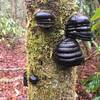 Fungus on moss covered tree at Snowbird Creek