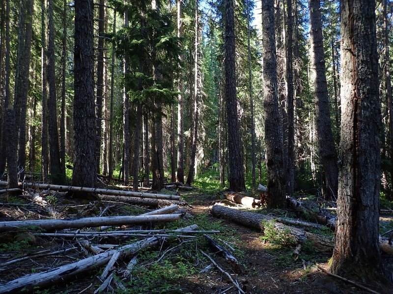 Upper South Fork Trail #988.