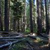 Upper South Fork Trail #988.