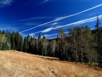 Aspen groves along the Red Rock Trail #5538