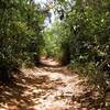 The trail to the waterfall