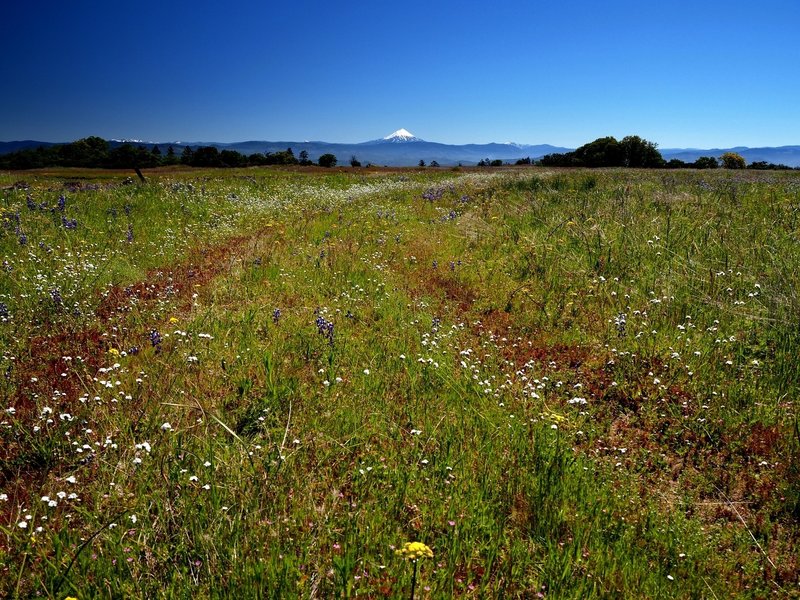 Mount McLoughlin beyond a field of wildflowers on Upper Table