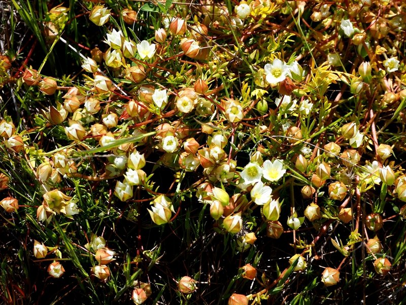 The rare Dwarf Wooly Meadowfoam on Upper Table Rock