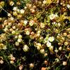 The rare Dwarf Wooly Meadowfoam on Upper Table Rock