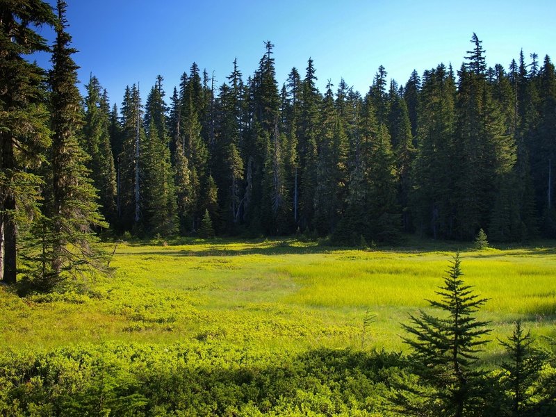 A meadow along the Thomas Lake Trail