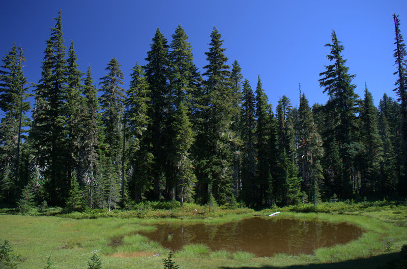 Along the Indian Heaven Trail