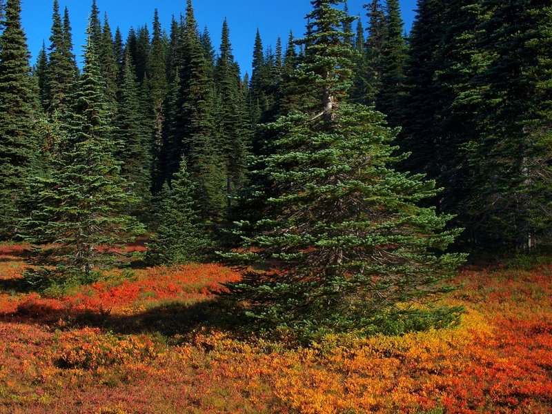 Fall colors along the Placid Lake Trail